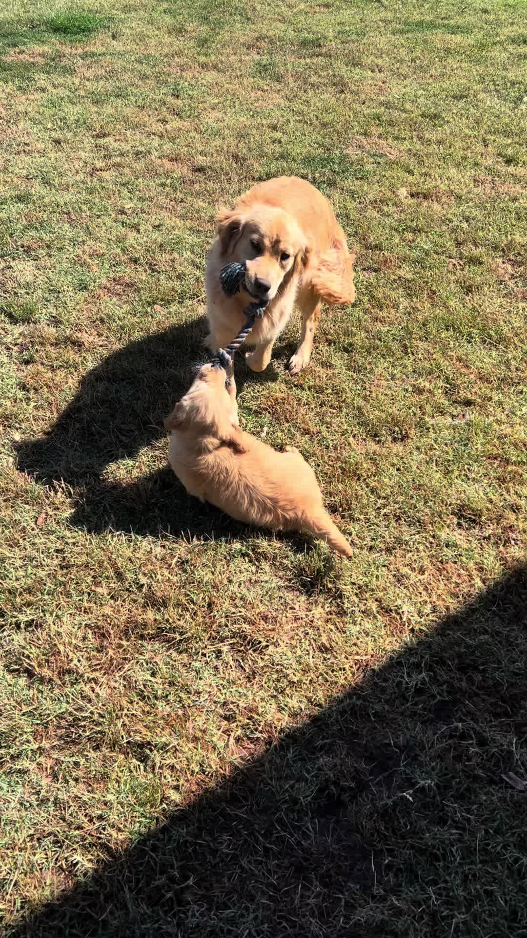 @HighCountryRetrievers
