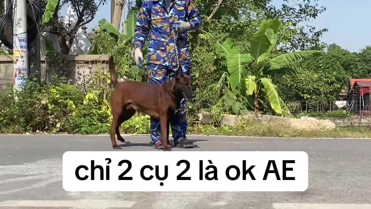 @Hồ Huy Malinoiis