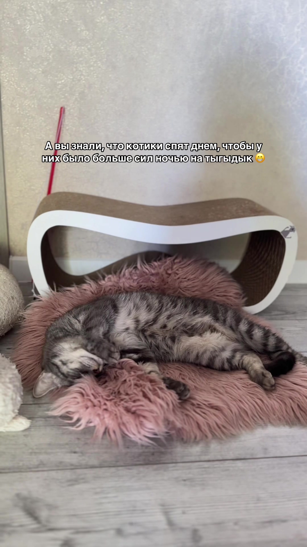 @Спасенные с улицы котики ❤️