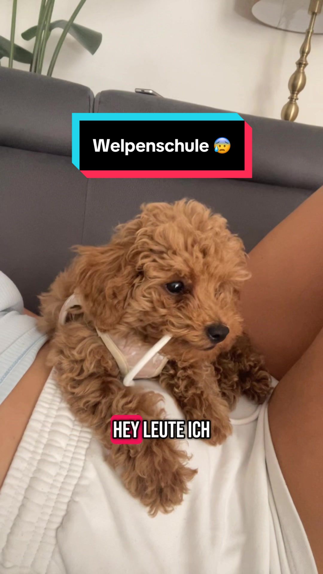 @mickythepoo