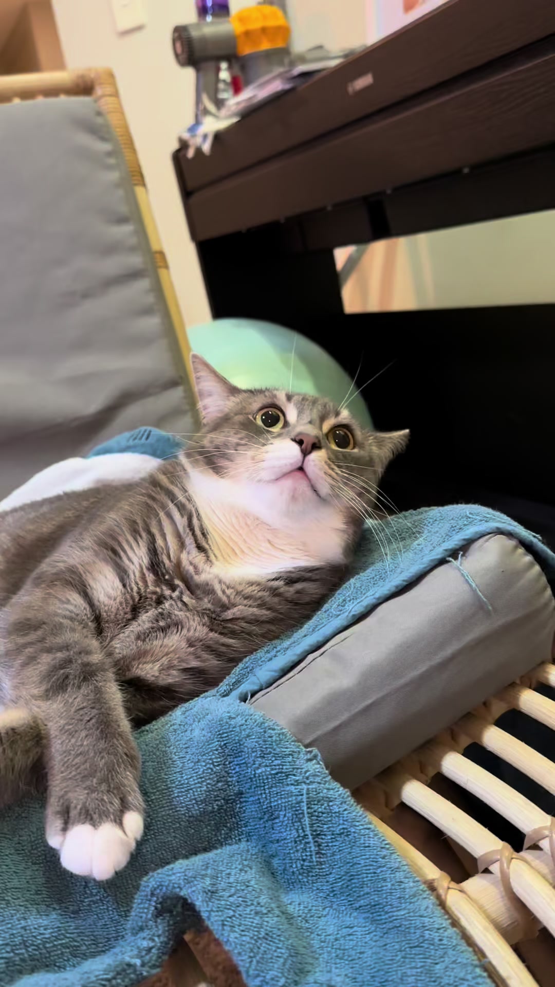 @猫のテツ