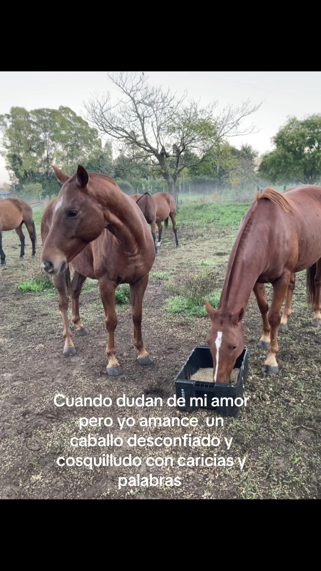 @ezequiel 🕷