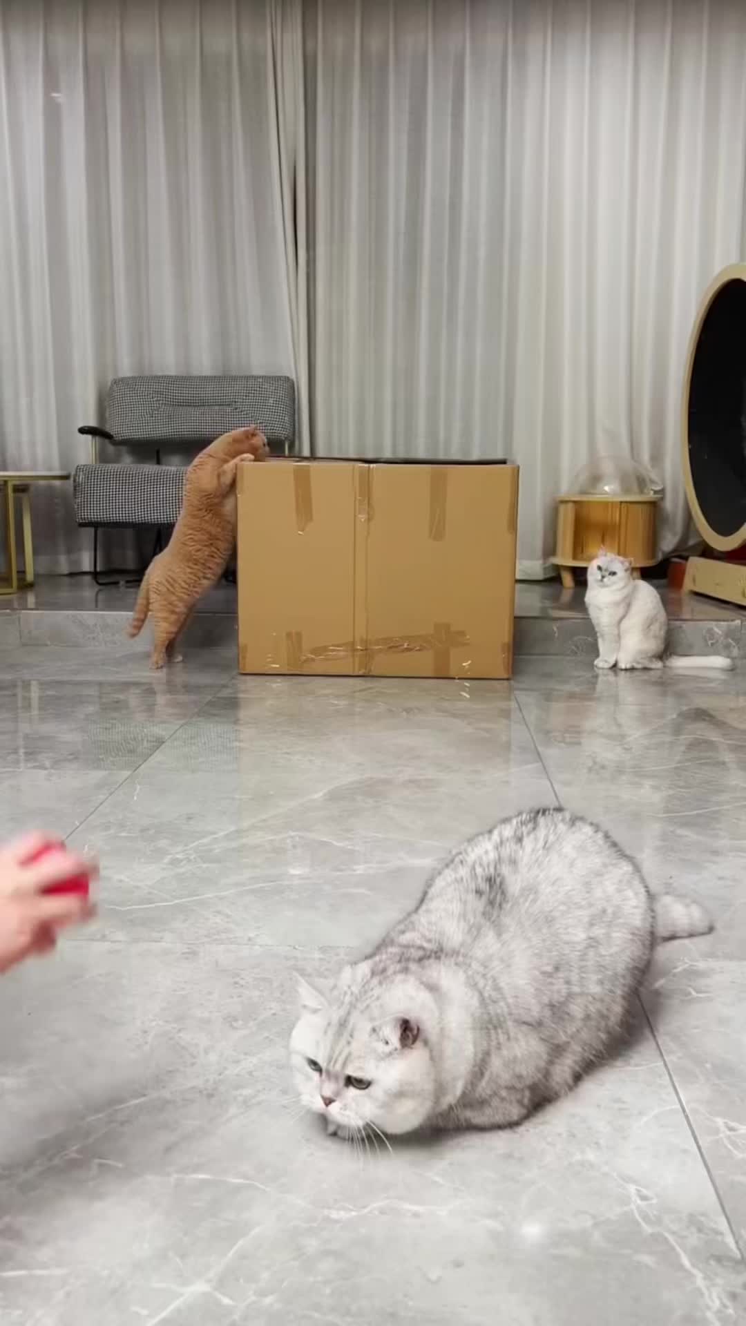 @🤣Cute Funny Pets🤣