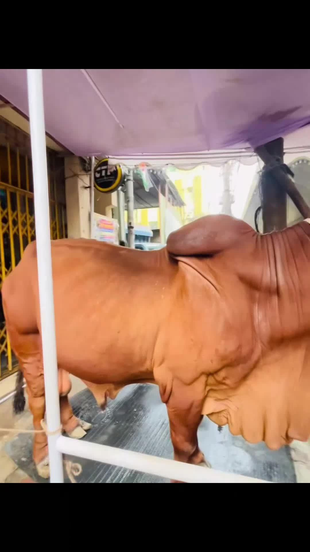 @𝑀𝒶𝒽𝒾𝓃🪄