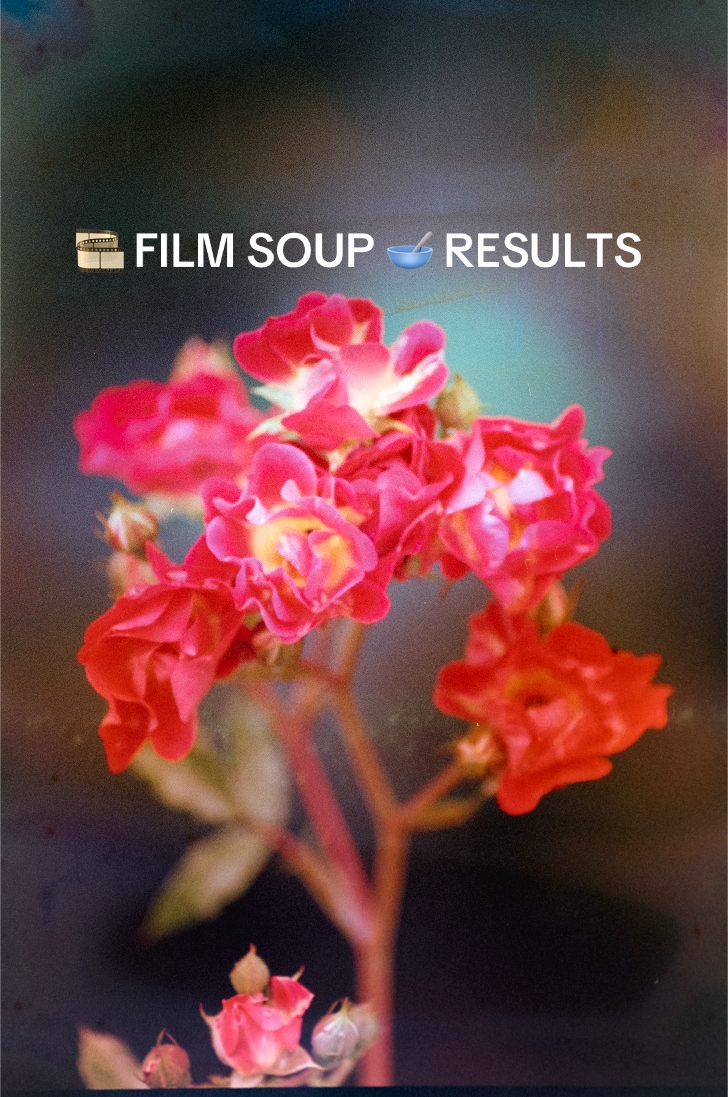 @ilafilmlab