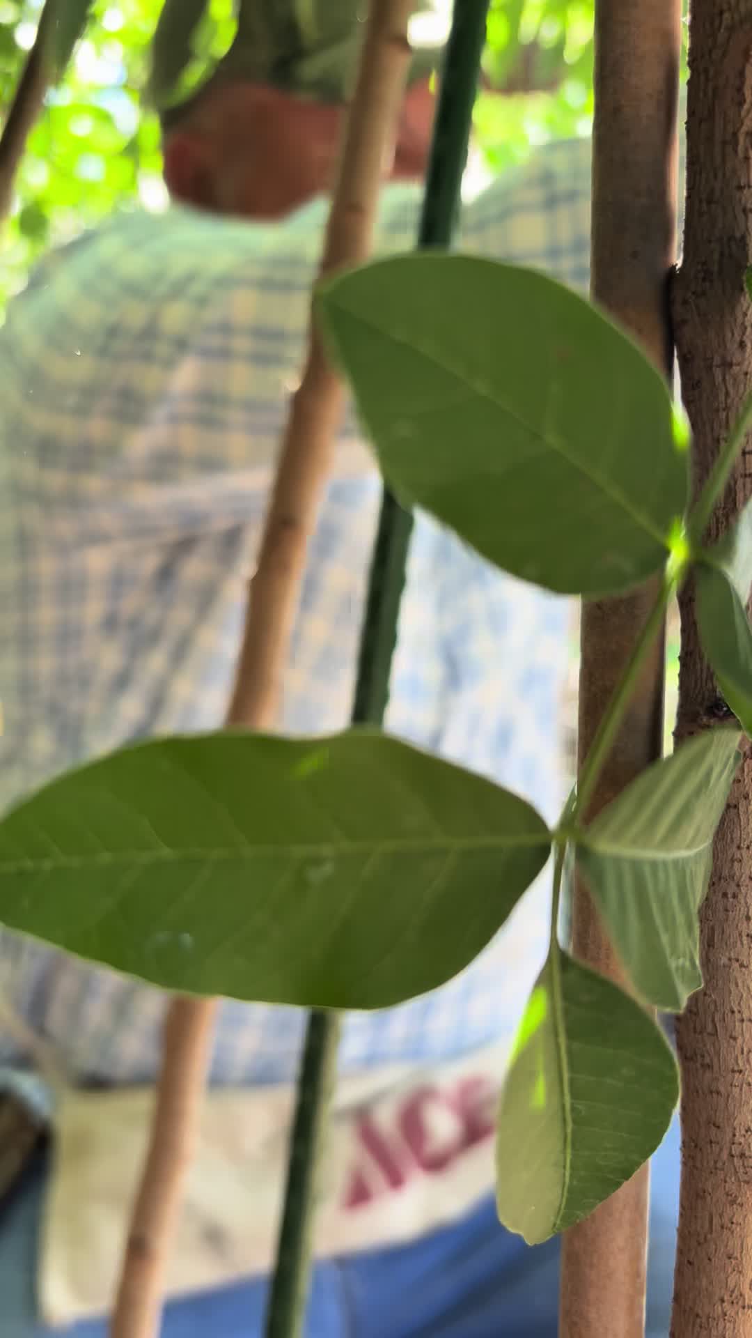 @AcemiNursery