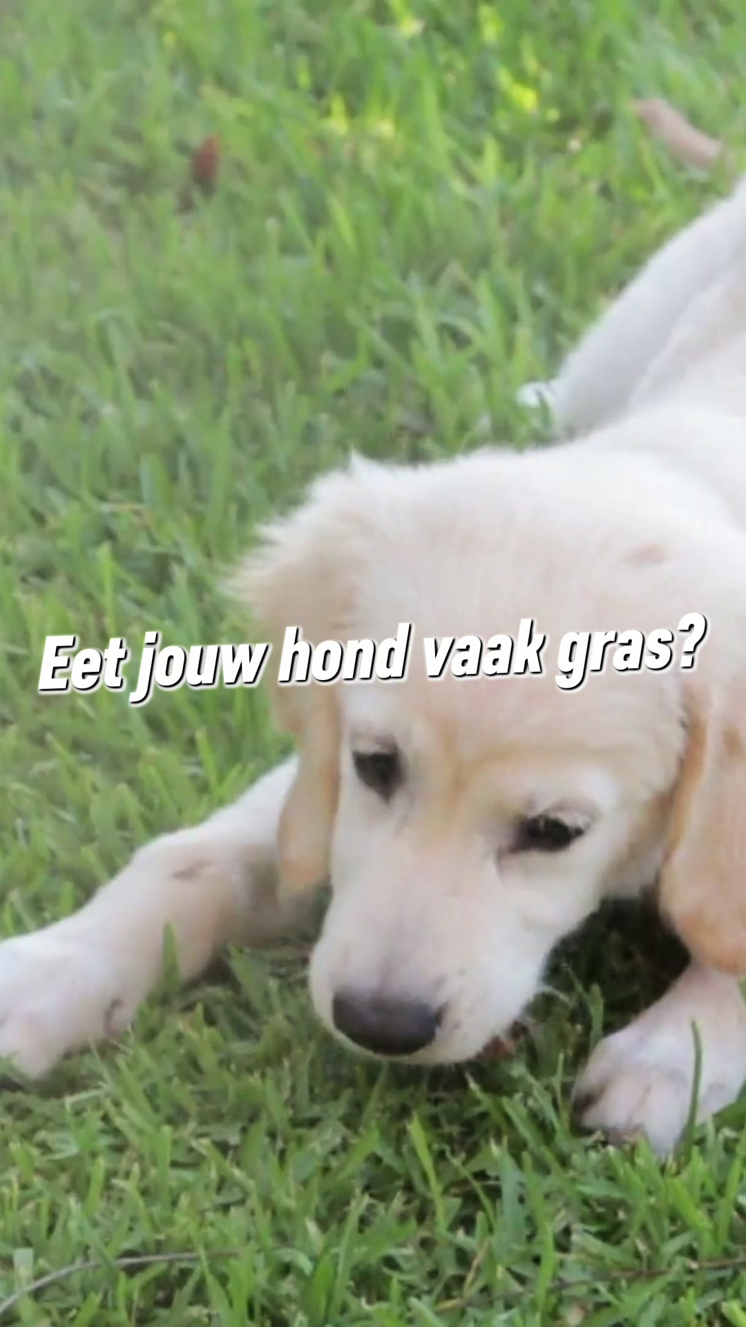 @Pure Paws