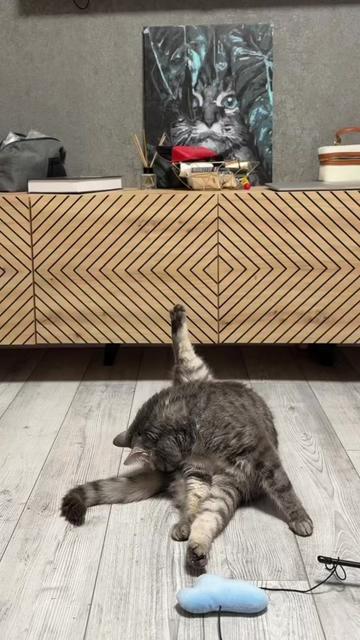 @Спасенные с улицы котики ❤️