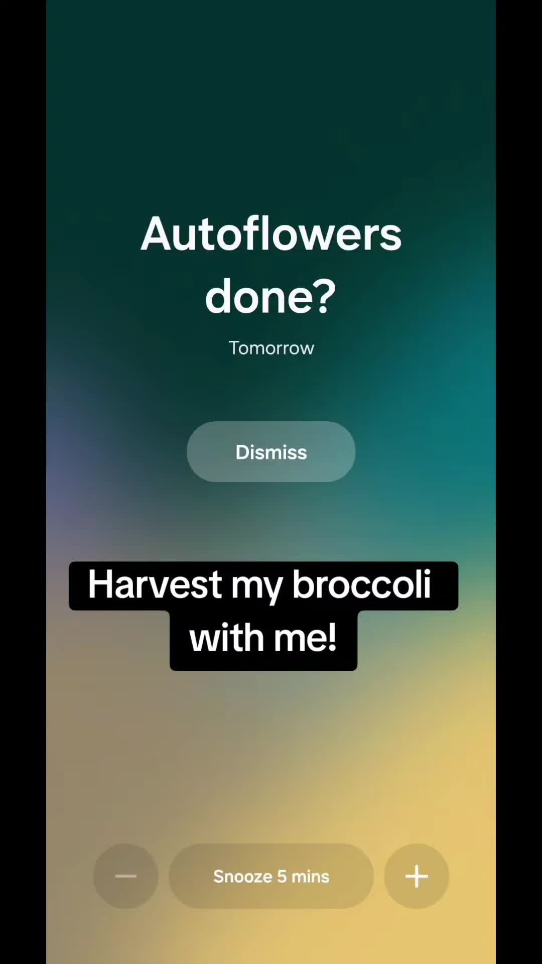 @Amy: DIY edibles