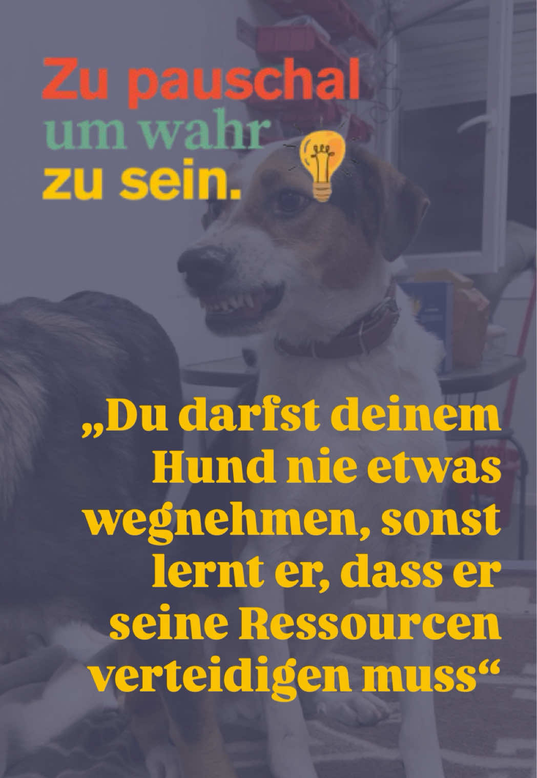 @Antonia | Hundetrainerin