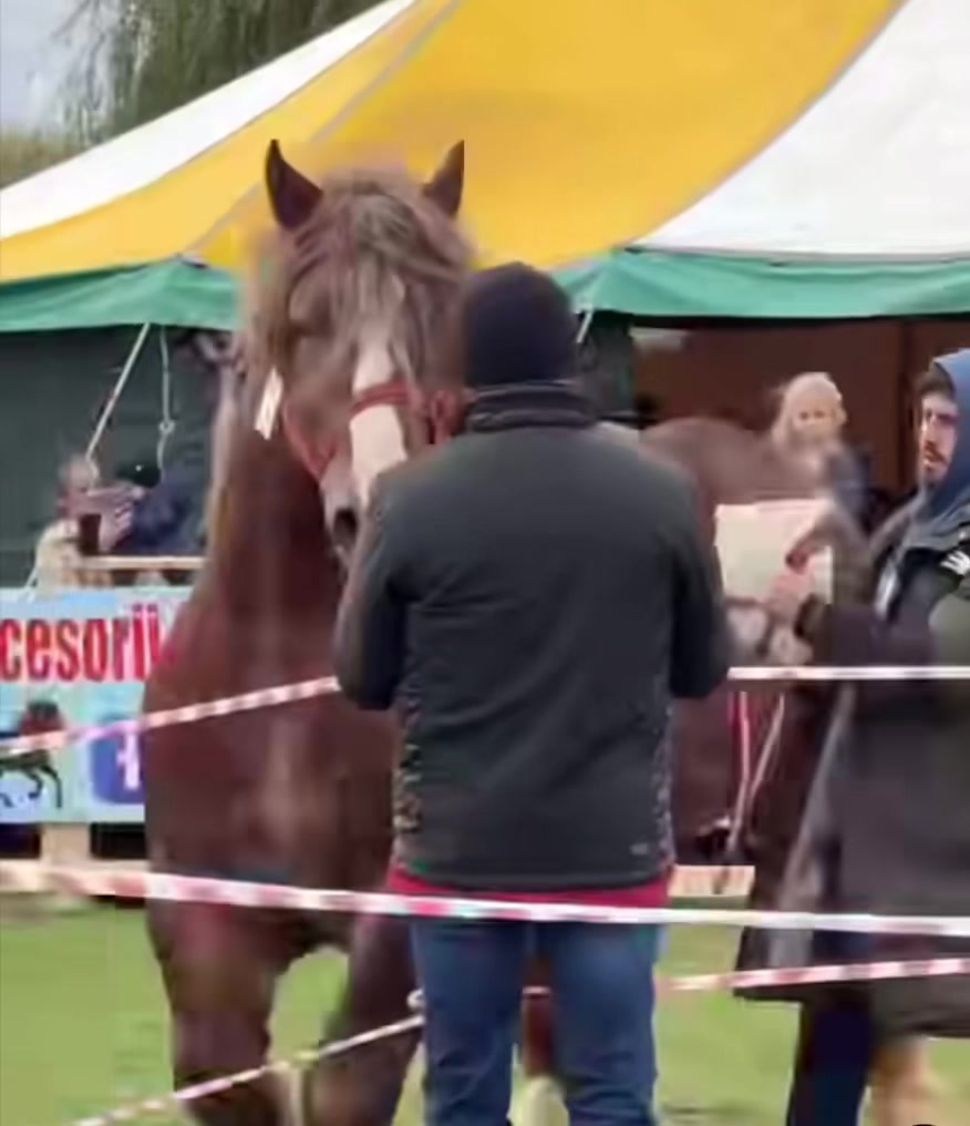 @🐴Horses🐴