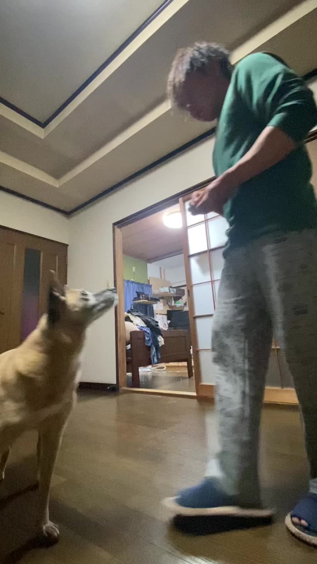 @島犬リリーのtikdog