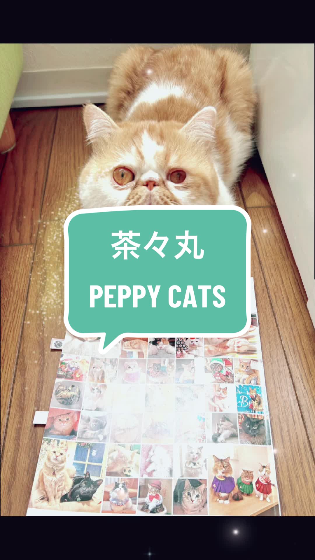 @chataro🐾🍯family
