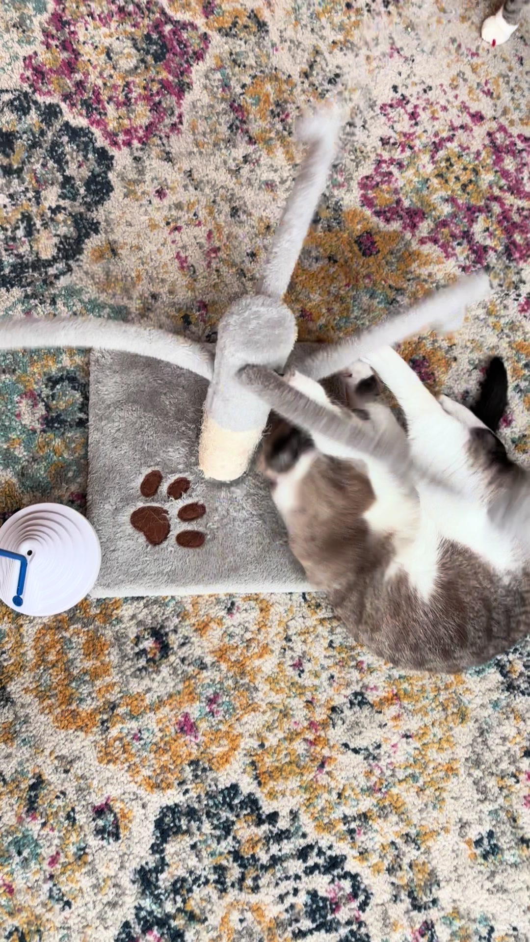 @bellkittiesmom