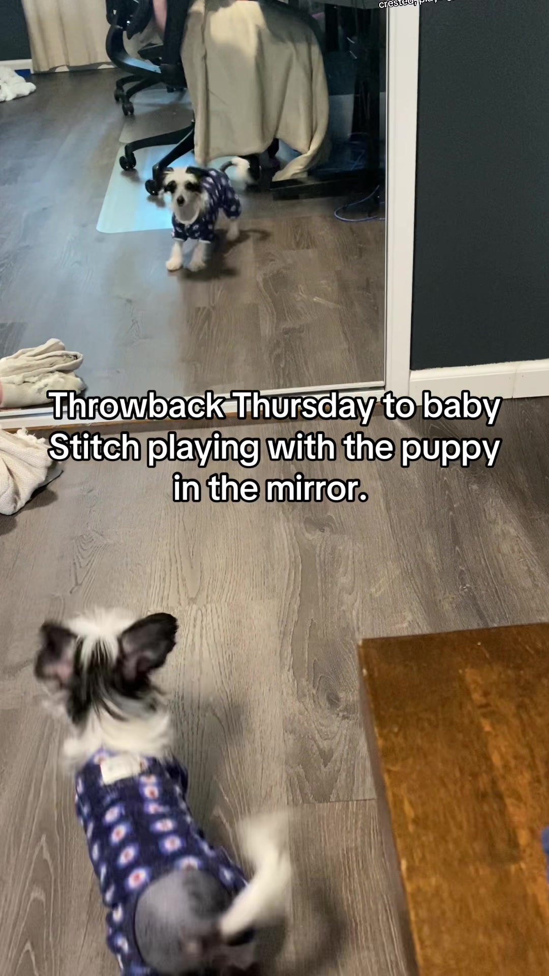 @Luxe The Adventure Poodle
