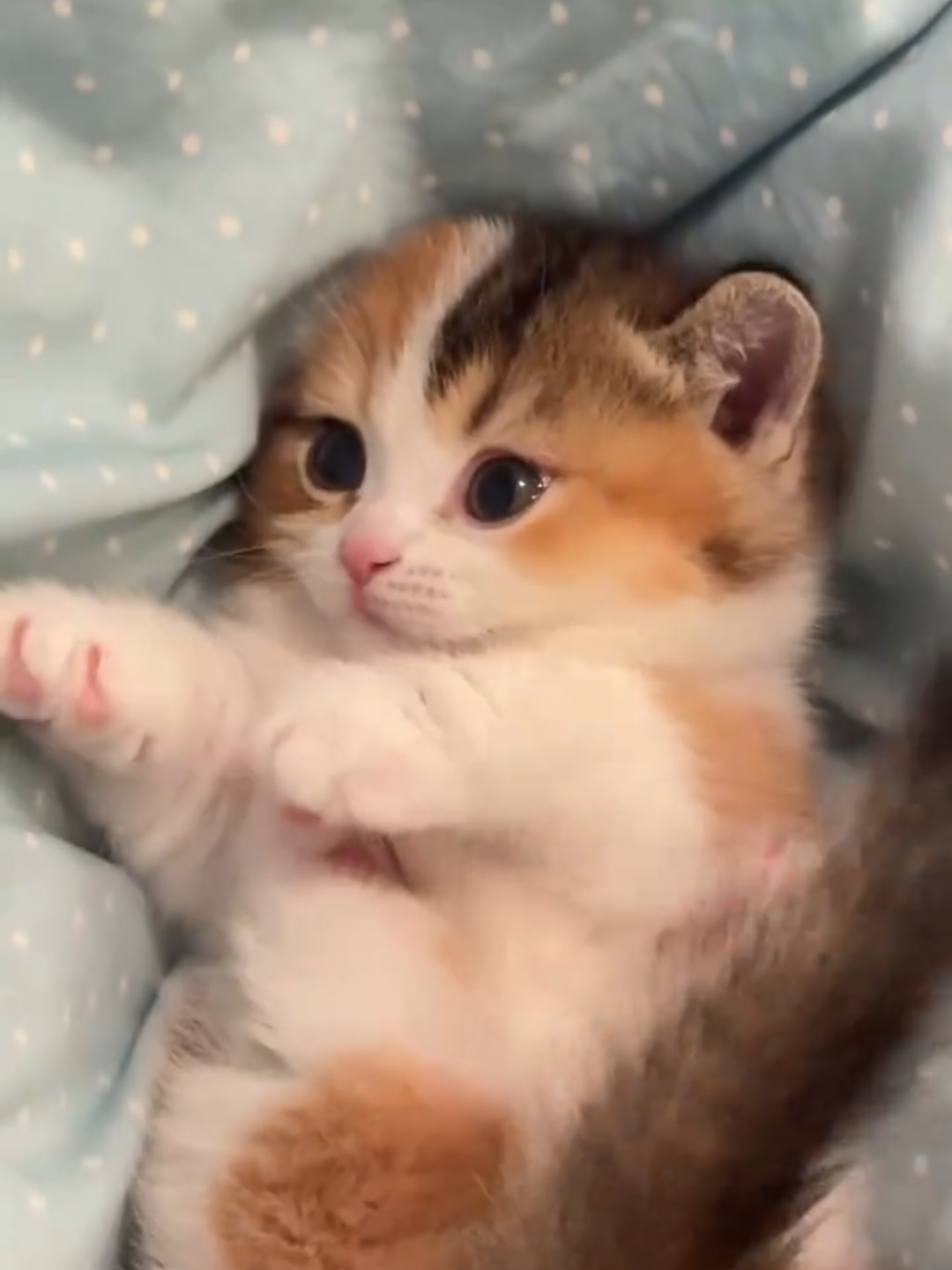 @Chonky World Of Cats