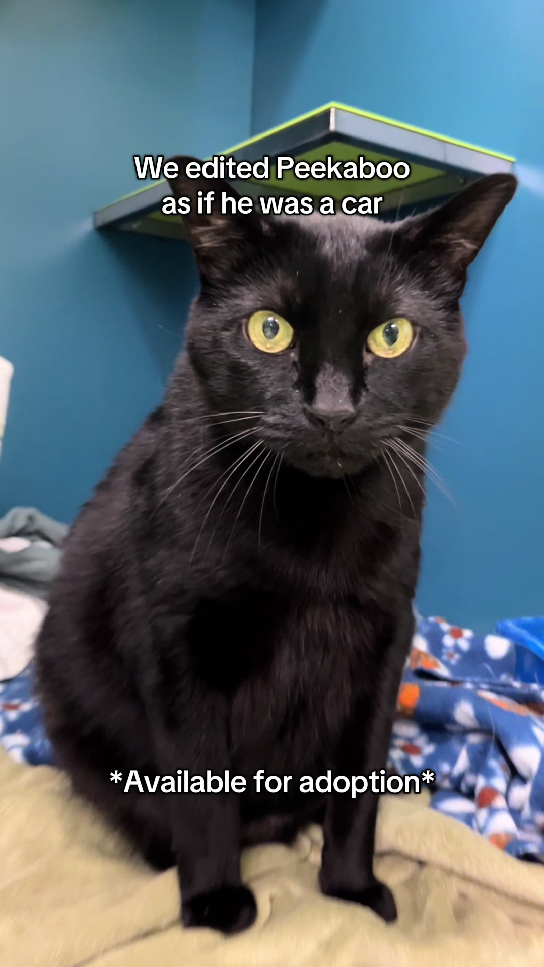 @Montreal SPCA