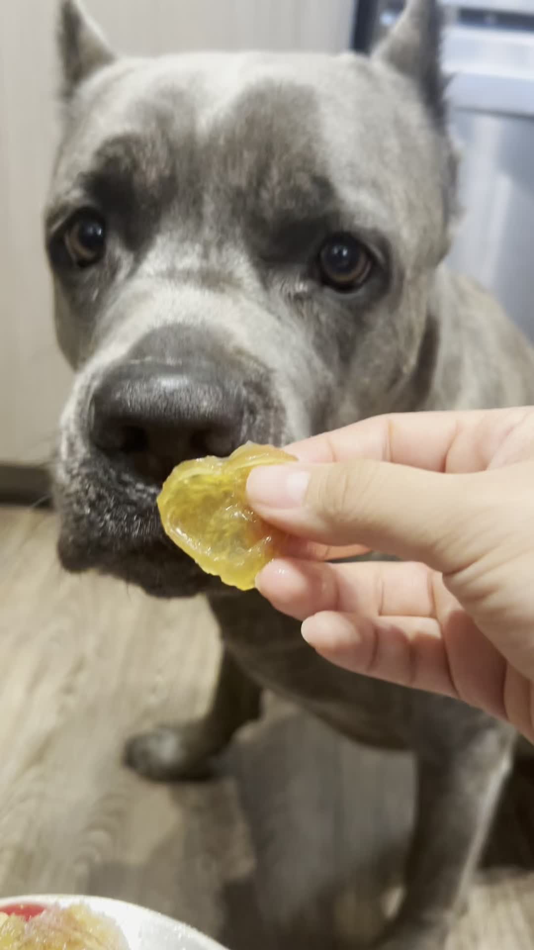 @Remi The Cane Corso