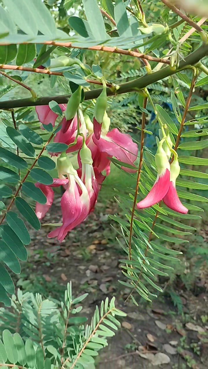 @himdoi59