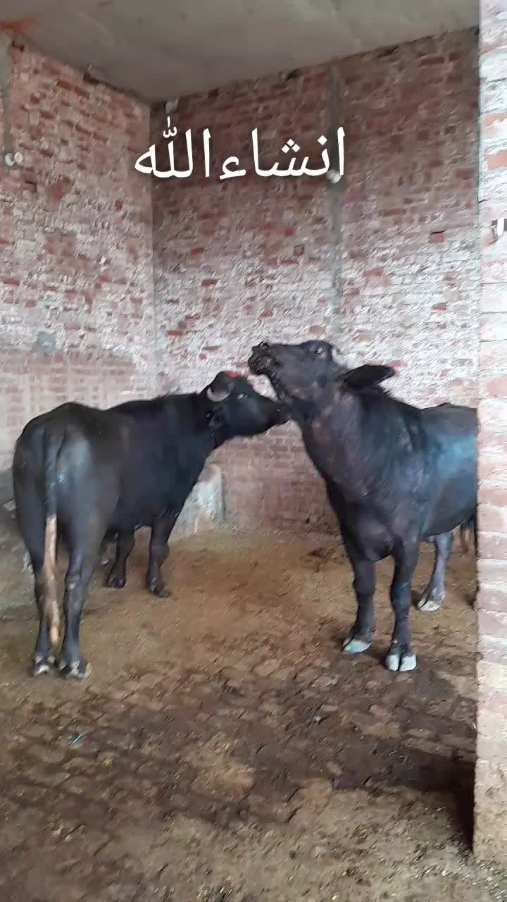 @Honey singh('gujjar')