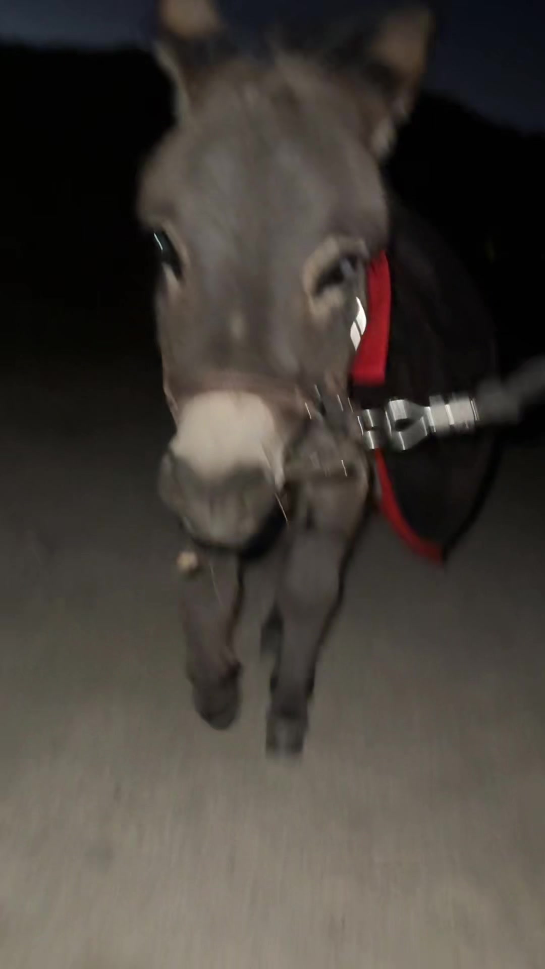 @mojaveminidonkeys