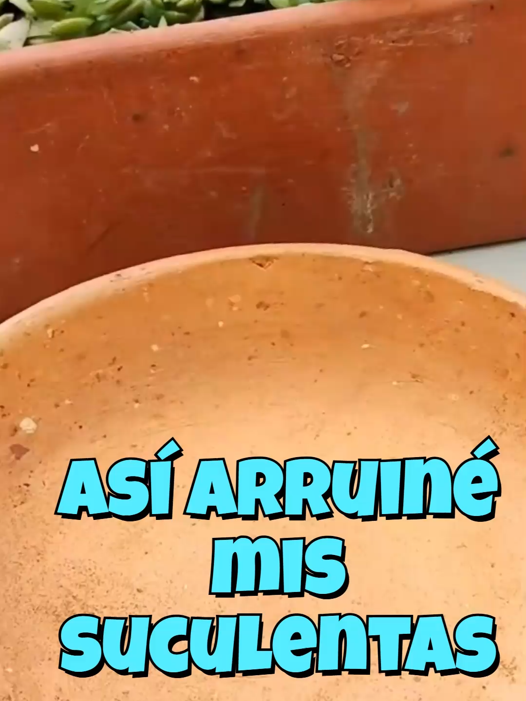 @Cactus y Suculentas