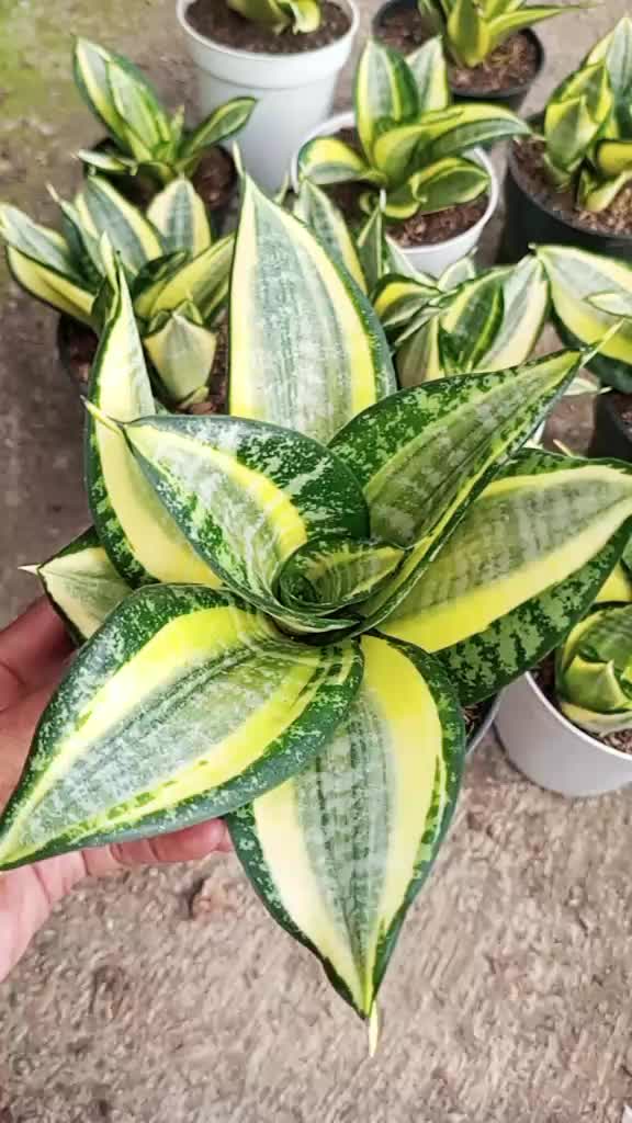 @clara flora.ind