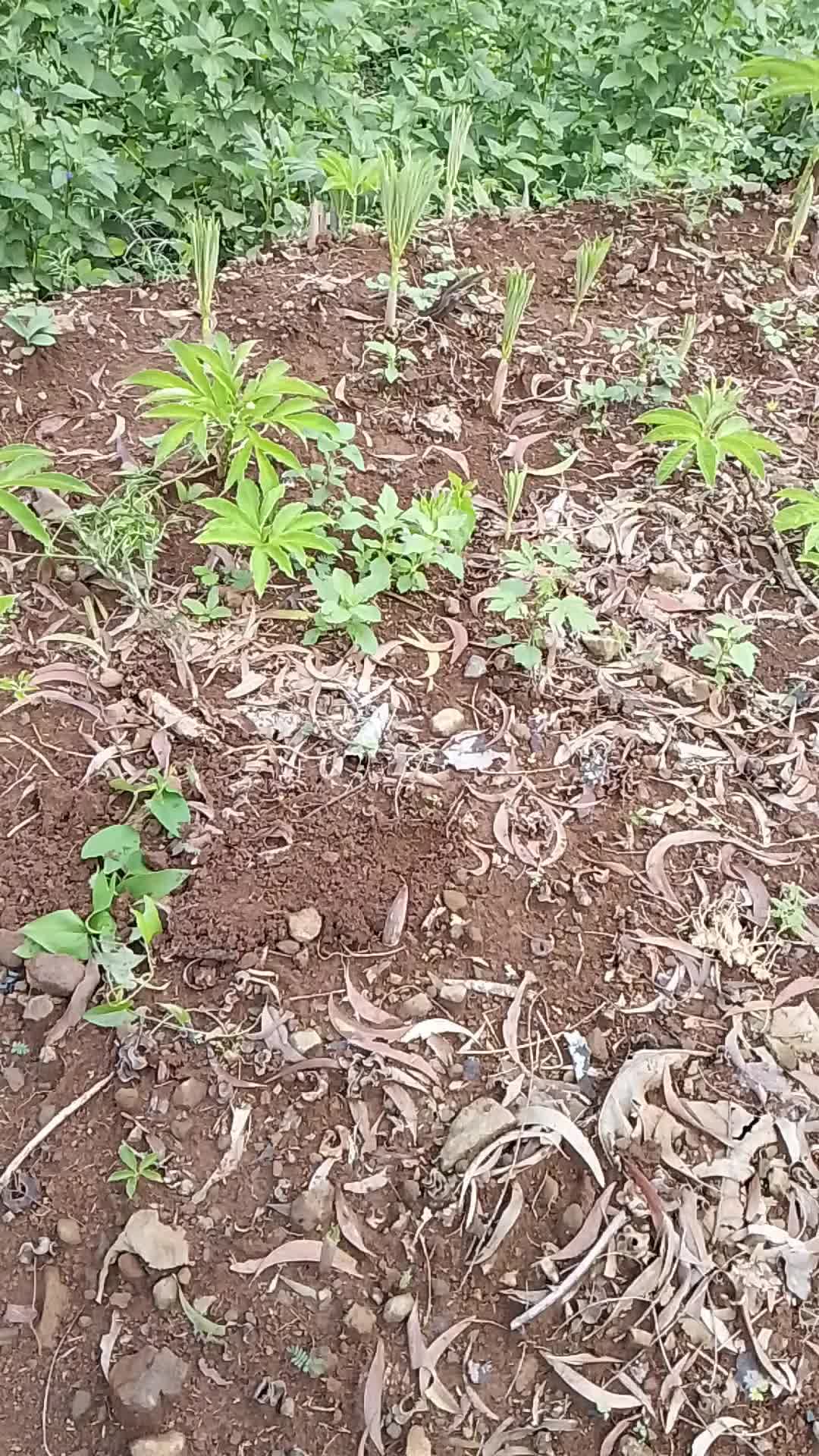 @mujijayaporang