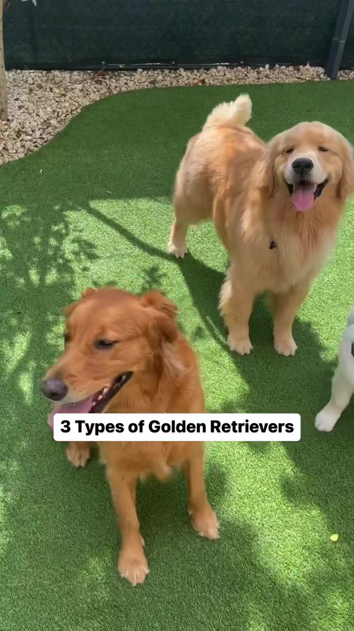 @PetFitness