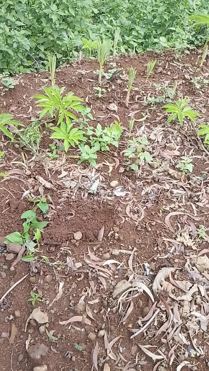 @mujijayaporang