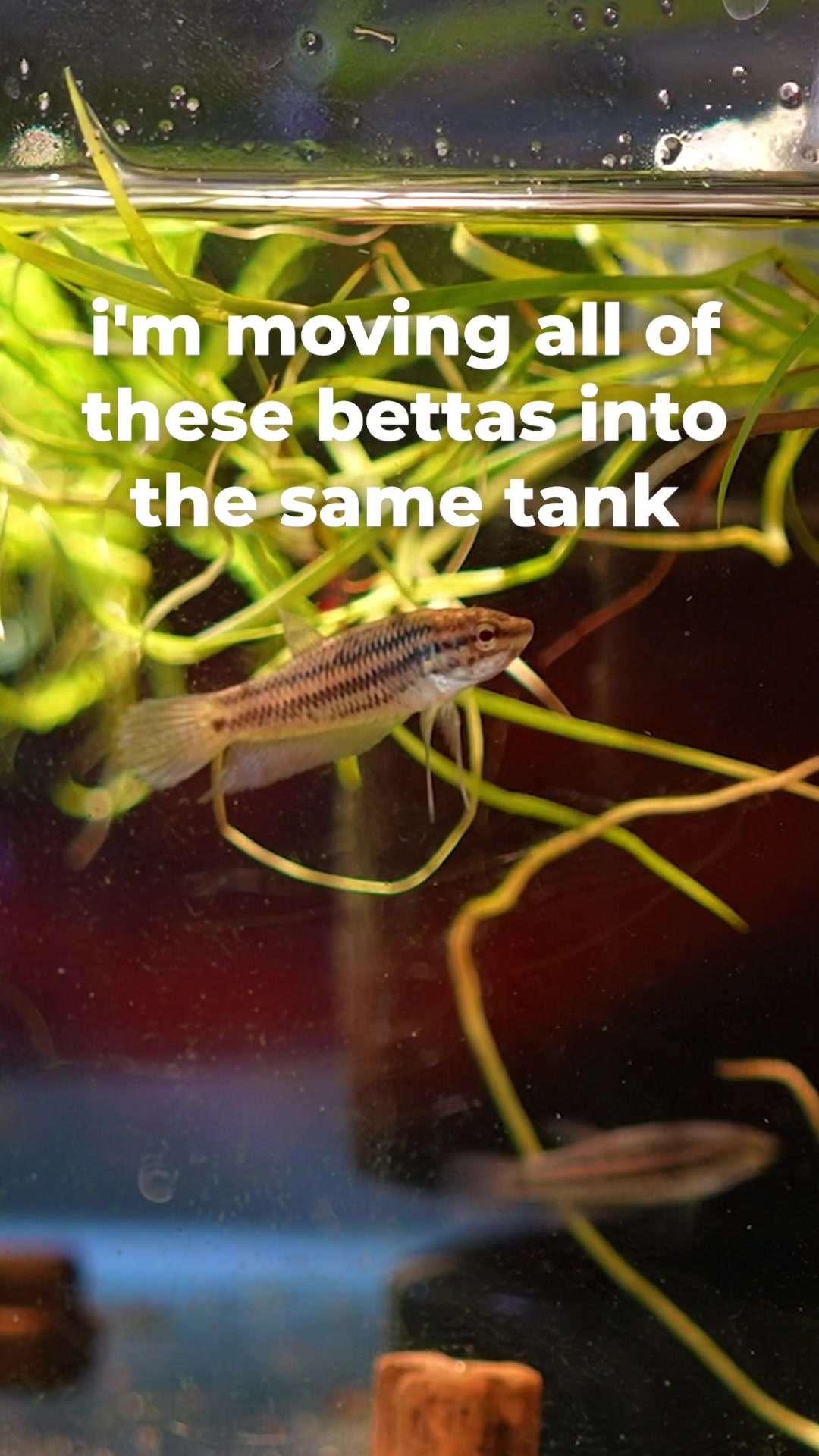 @tankinhabit