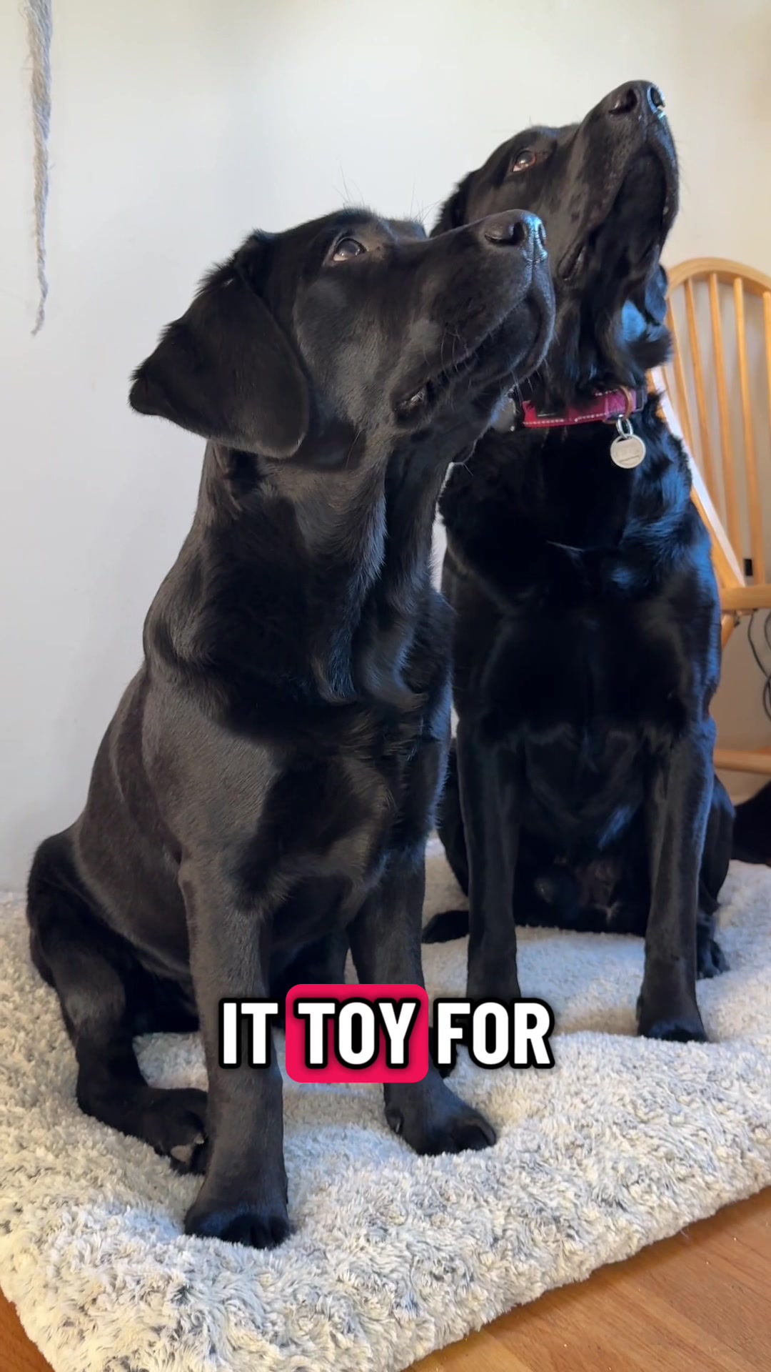 @DennisTheBlackLab