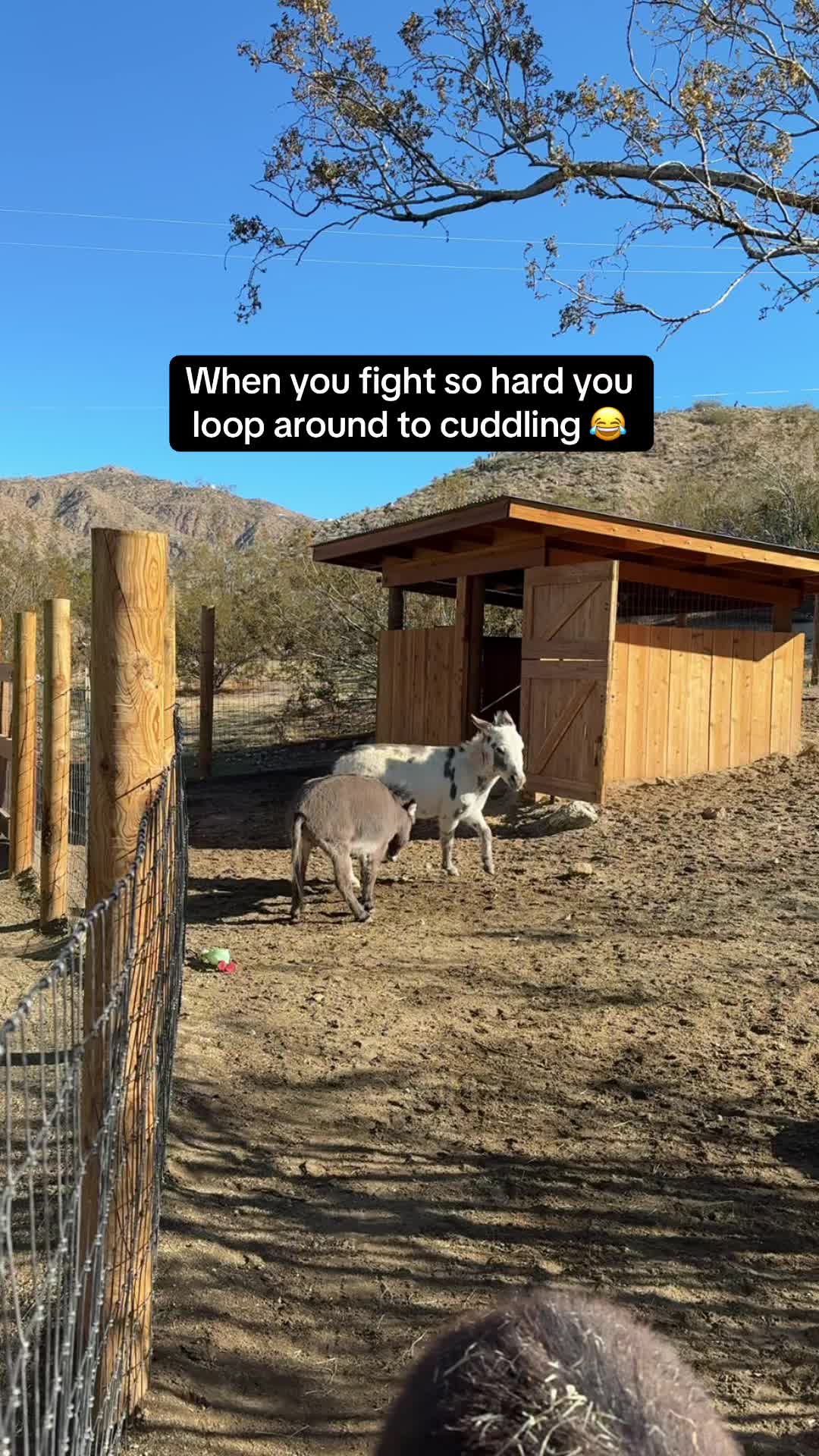 @mojaveminidonkeys