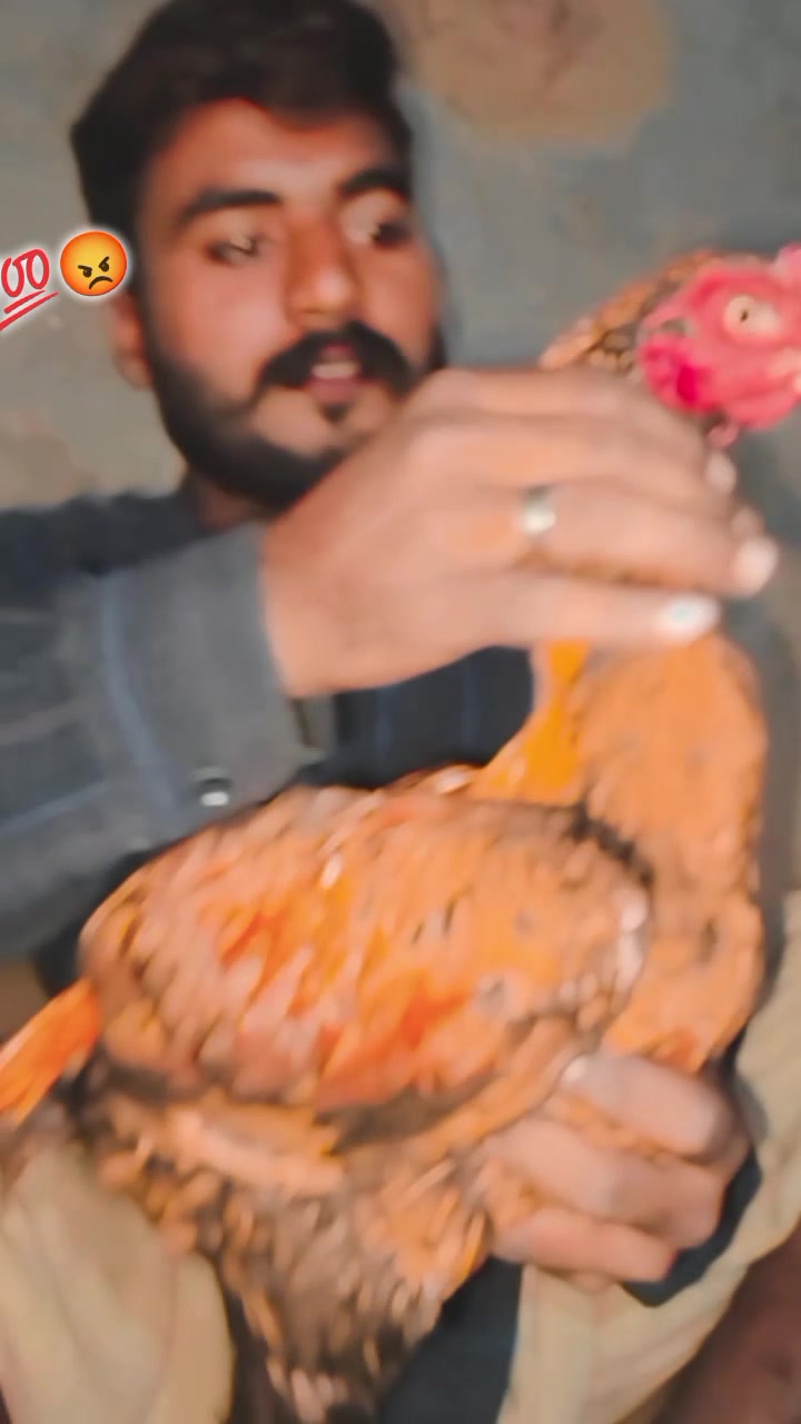 @شیخـپورہ آلـہ🦁