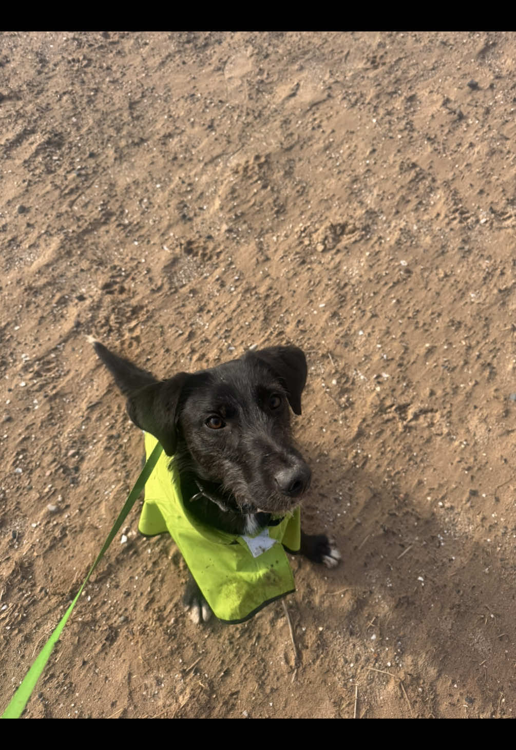 @Homeless hounds