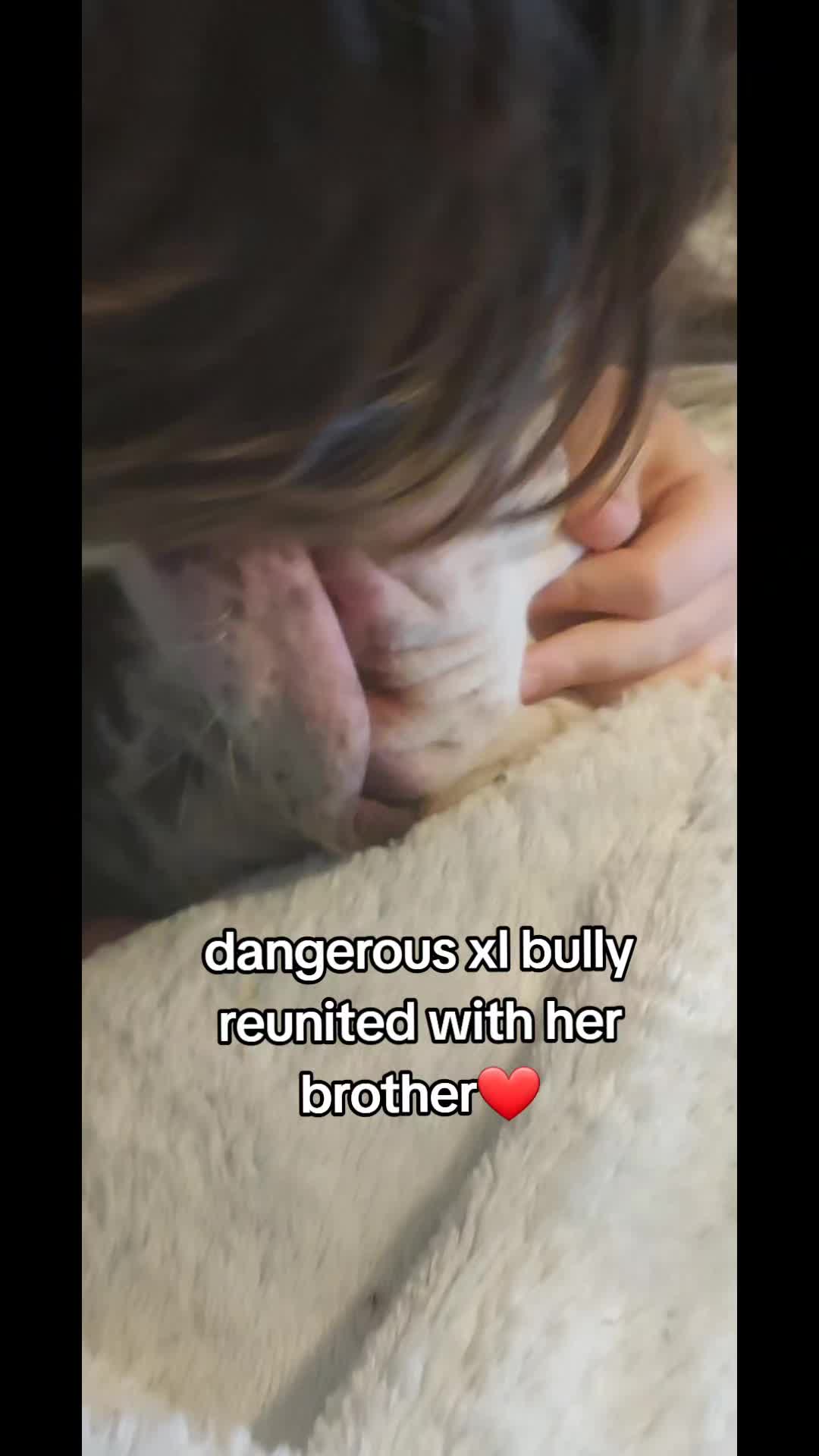 @kirsty+starlight the xl bully