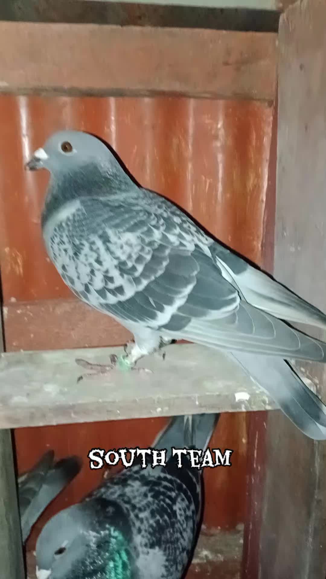 @paulse