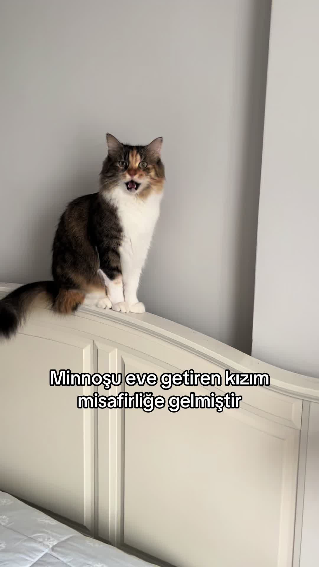 @konusankediminnos