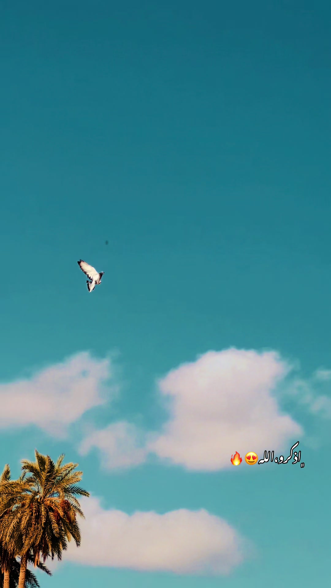 @﮼عزو،السليني🕊️🫀