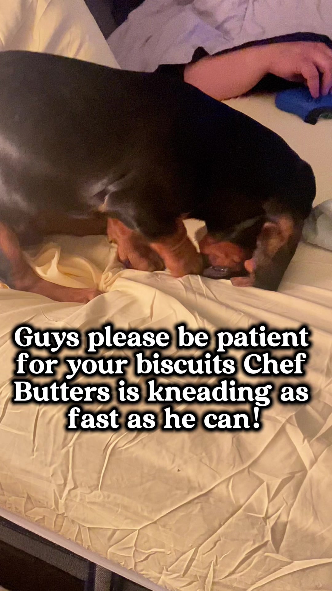 @ruledbyhounds