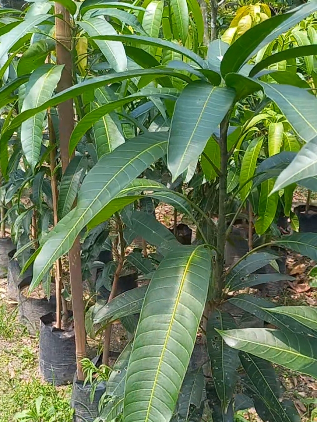 @MULYO JOYO FARM