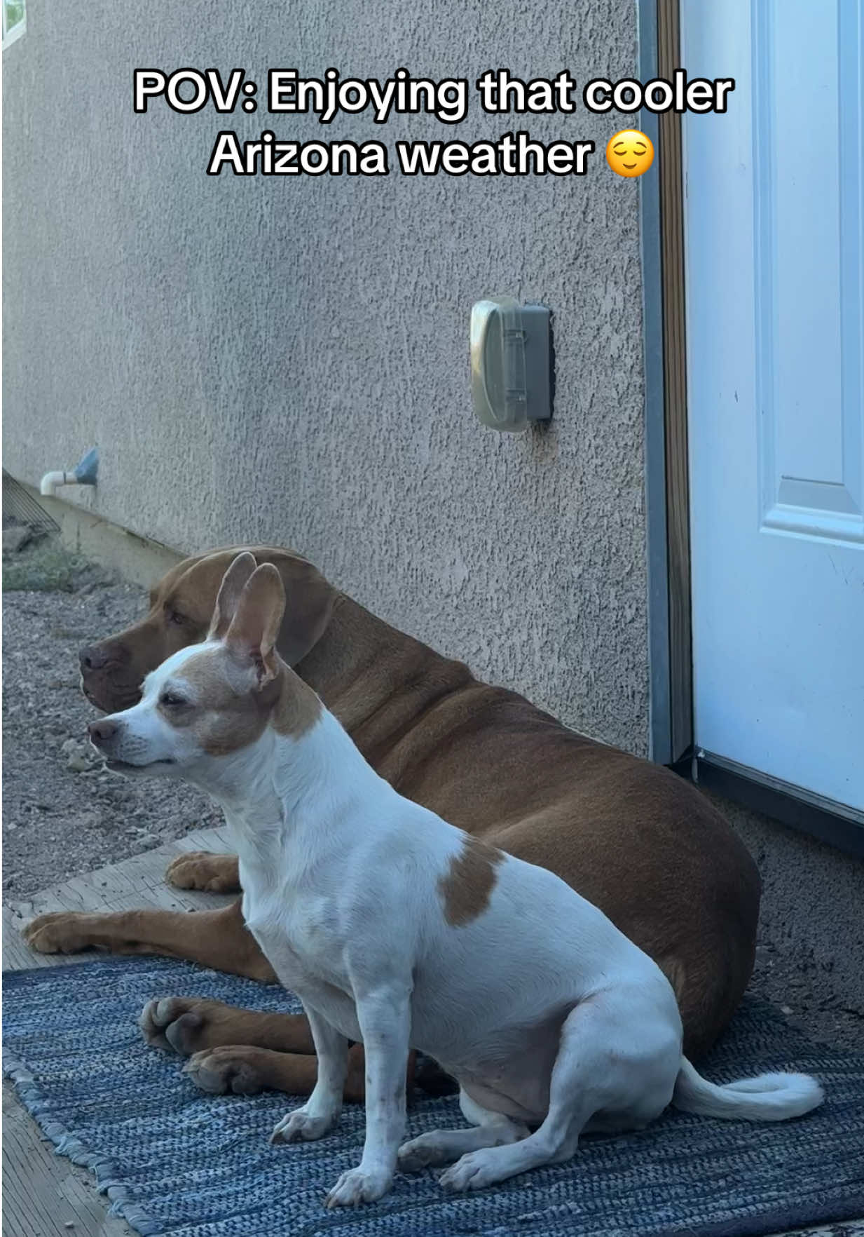 @Bambi & Canela 🐶🐕