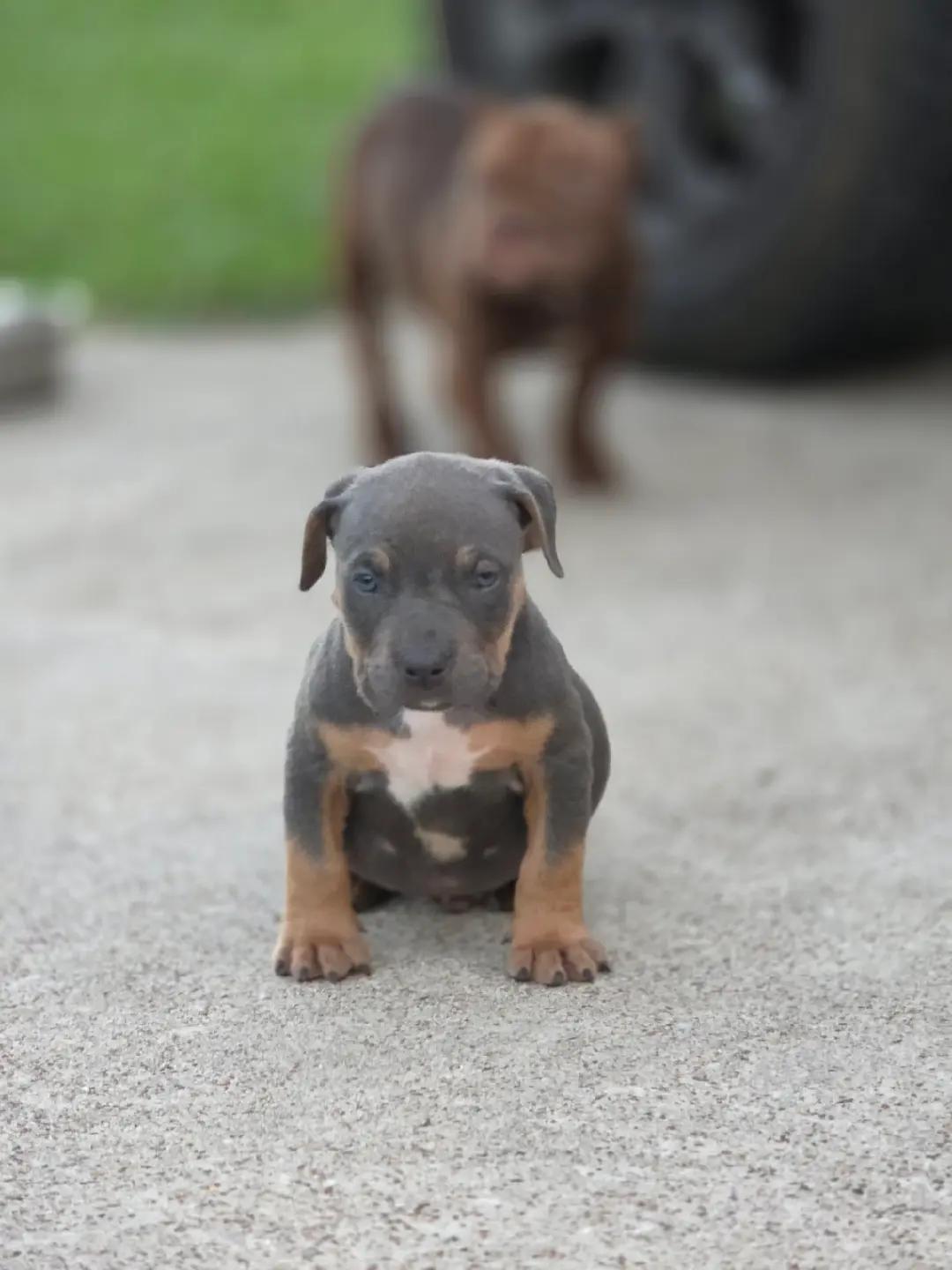 @Hera_The_Bully