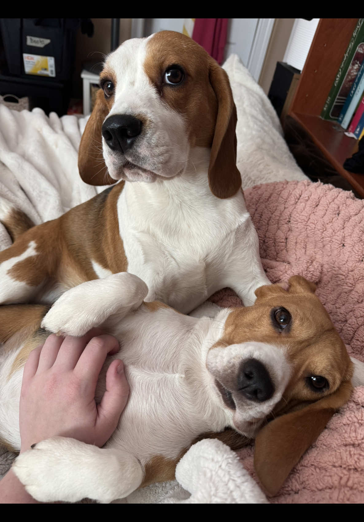 @Bogey the Beagle