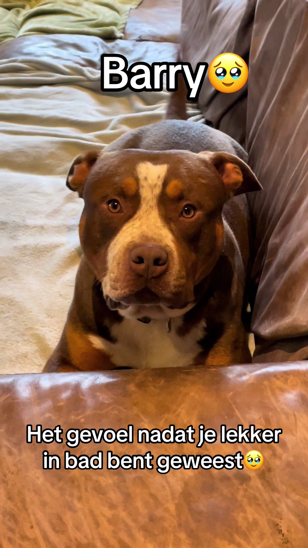 @bigdutchbullykennel