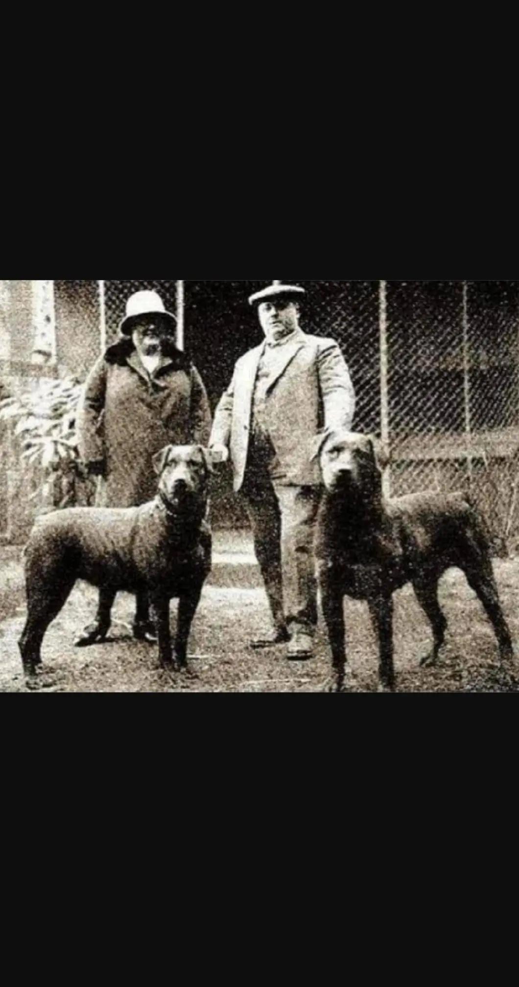 @Andy Sowerby 🖤🐕🤎