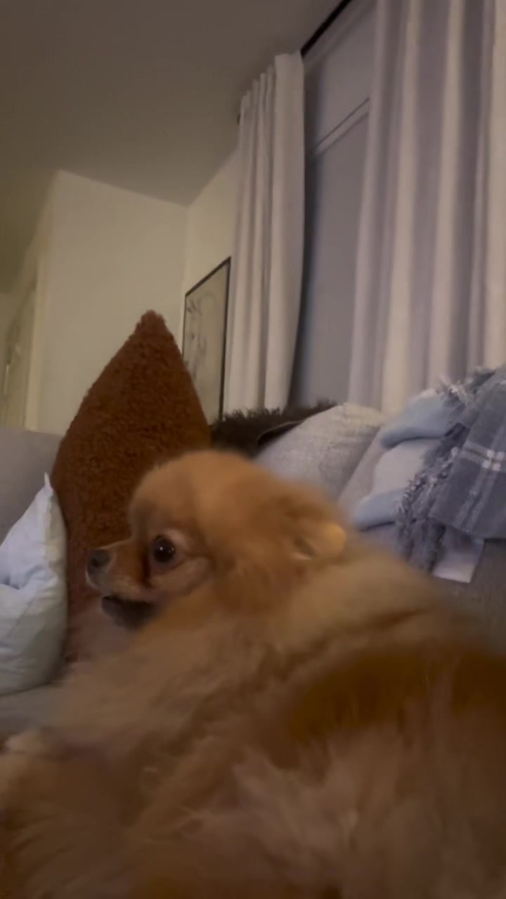 @Life of MESHKA the Pomeranian