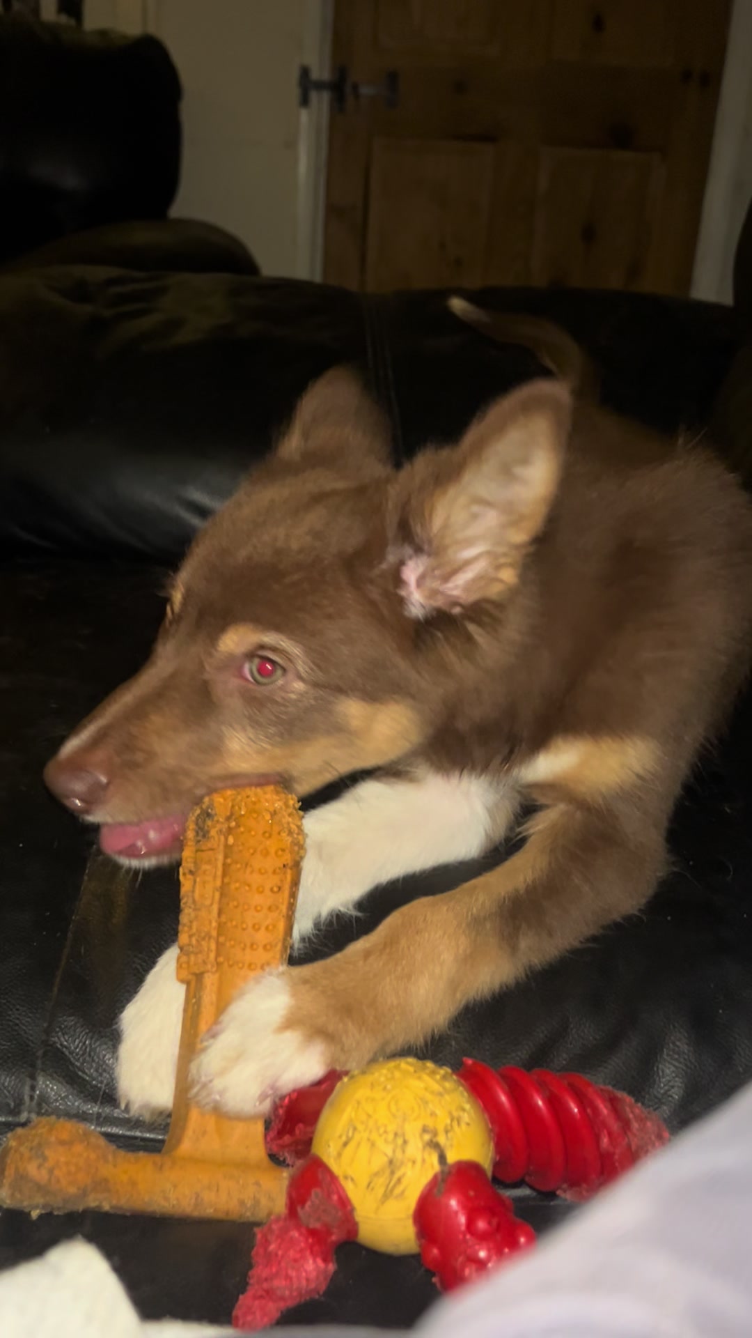@Dirty paws dogs