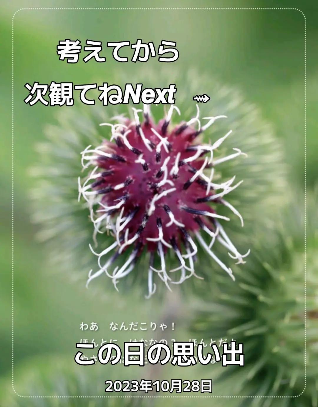 @ババア