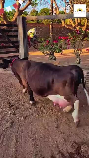 @La Leonera